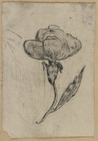 TvB G 1239
<br/>
Bloem
<br/>
<em>Hoogkamer, Willem Hendrik (1790-1864)</em>